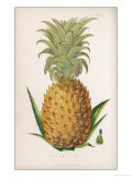 Queen Pineapple