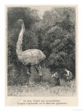 Dinornis Giganteis, a Reconstruction Based on Bones Discovered