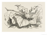The Snap-Dragon-Fly