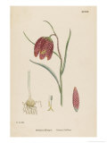 Buy Common Fritillary at AllPosters.com