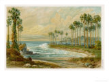 Buy Palmyra Palms Provide Little Shade on a Sri Lanka Beach at AllPosters.com