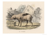 Buy French Pig at AllPosters.com