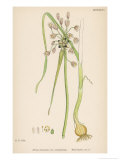 Buy Var. Complanatum Field Garlic at AllPosters.com