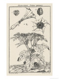 Buy Illustration to Storck's Study of Datura Stramonium at AllPosters.com