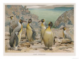 Colony of King Penguins