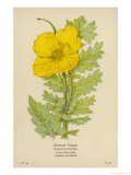 Buy Horned Poppy at AllPosters.com