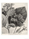 Buy Flower and Leaves of the Quinine Plant at AllPosters.com