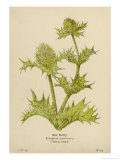 Buy Sea Holly at AllPosters.com