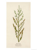 Buy Tamarisk at AllPosters.com