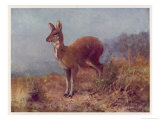 Buy Musk Deer at AllPosters.com