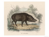 Buy French Sanglier at AllPosters.com
