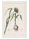 Buy Garlic Showing the Purple Flower and the Bulb at AllPosters.com
