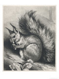 Red Squirrel Eating a Nut