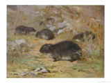 Buy The Dassie or Hyrax Capensis at AllPosters.com