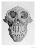 Buy Skull of an Ape at AllPosters.com