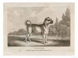 Standing Pug