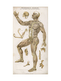 Physiological Diagram of the Muscles Joints and Animal Mechanics of the Human Body