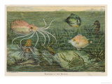 Mixture of Fish Octopus Crabs Sea Horses and Shellfish on the Sea Bed