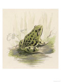 Edible Frog