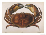 Cancer EdwardsII
