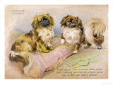 Two Pekingese Dogs and a Pink Cushion