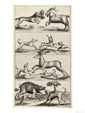 Selection of Early Hunting Dogs and Their Prey