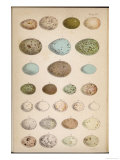 Eggs of Two Dozen Birds
