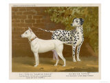 Dalmatian and a Bull Terrier Stand Side by Side Gazing at Something in the Distance