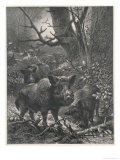 Herd of Wild Boar Wander Through the Woods