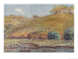 Buy Sheep Run at AllPosters.com