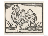 Bactrian or Two-Humped Camel Not a Dromedary as Billed on This Flyer