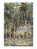 Buy Native Australian Climbs a Coconut Palm in Northern Queensland at AllPosters.com