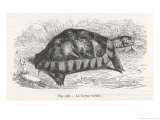 Buy Tortoise at AllPosters.com