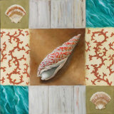 Shell Collage IV