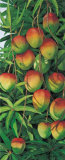 Buy Mango at AllPosters.com