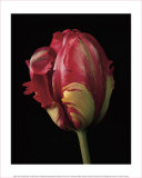 Buy Tulipa Orange Flame at AllPosters.com
