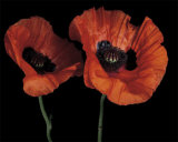 Buy Papaver Orientale II at AllPosters.com