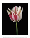 Buy Tulipa Sorbet at AllPosters.com