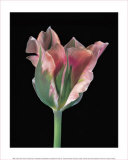 Buy Tulipa China Town at AllPosters.com
