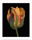 Buy Tulipa Golden Artist at AllPosters.com