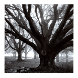 Buy Oak Grove, Winter at AllPosters.com
