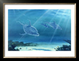 Buy Atlantic Bottlenose Dolphin at AllPosters.com
