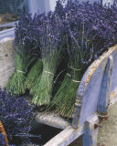 Buy Lavender Harvest at AllPosters.com