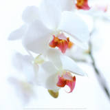 Buy White and Pink Orchid at AllPosters.com