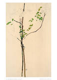 Young Tree