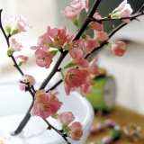 Buy Appletree Branch at AllPosters.com