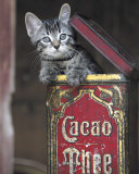 Buy Kitten in Box at AllPosters.com