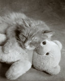 Nap with Teddy
