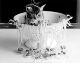 Kitten in Spaghetti