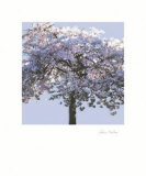 Buy Spring Blossom I at AllPosters.com